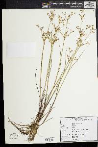 Juncus debilis image