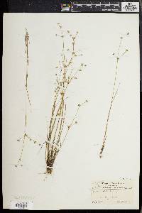 Juncus debilis image