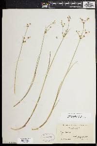 Juncus debilis image