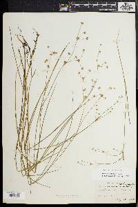 Juncus debilis image