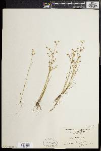 Juncus debilis image