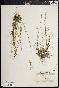 Juncus debilis image