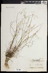 Juncus debilis image