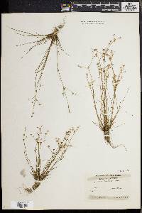 Juncus debilis image