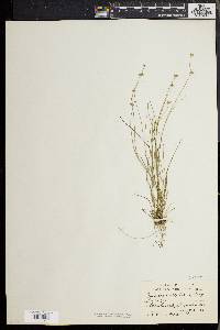 Juncus debilis image