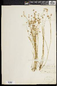 Juncus debilis image