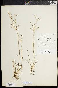 Juncus debilis image