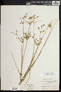 Juncus debilis image