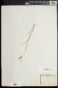 Juncus debilis image