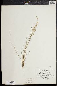 Juncus debilis image