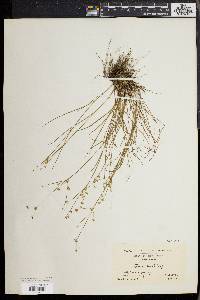 Juncus debilis image