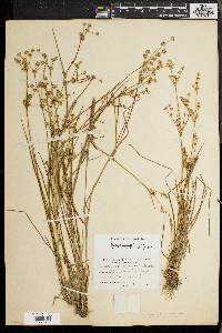 Juncus debilis image