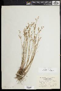 Juncus debilis image