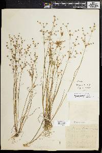 Juncus debilis image