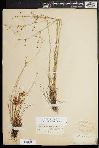 Juncus debilis image