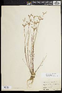 Juncus debilis image