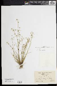 Juncus debilis image