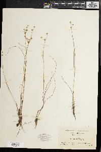 Juncus debilis image