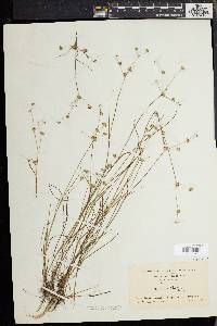 Juncus debilis image