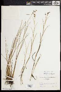 Juncus debilis image