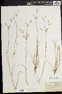 Juncus debilis image