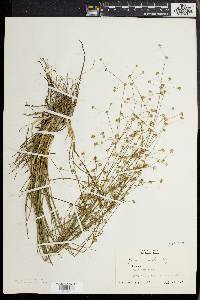 Juncus debilis image