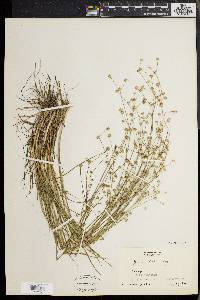 Juncus debilis image