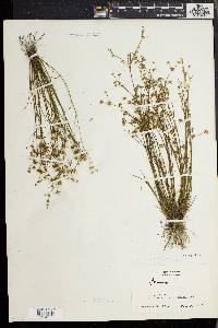 Juncus debilis image