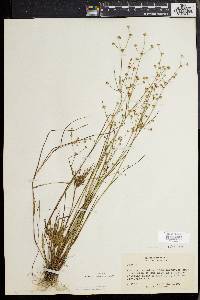 Juncus debilis image