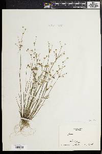 Juncus debilis image