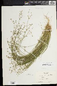 Juncus debilis image