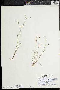 Juncus debilis image