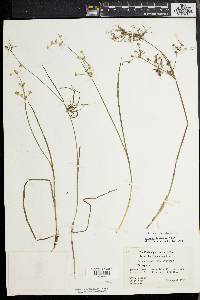 Juncus debilis image