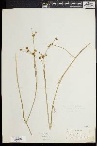 Juncus debilis image