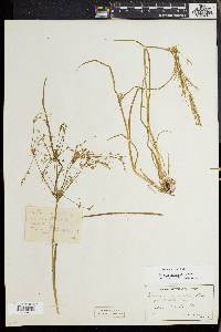 Juncus debilis image