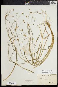 Juncus debilis image