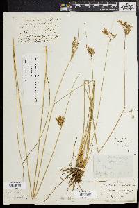 Juncus dichotomus image