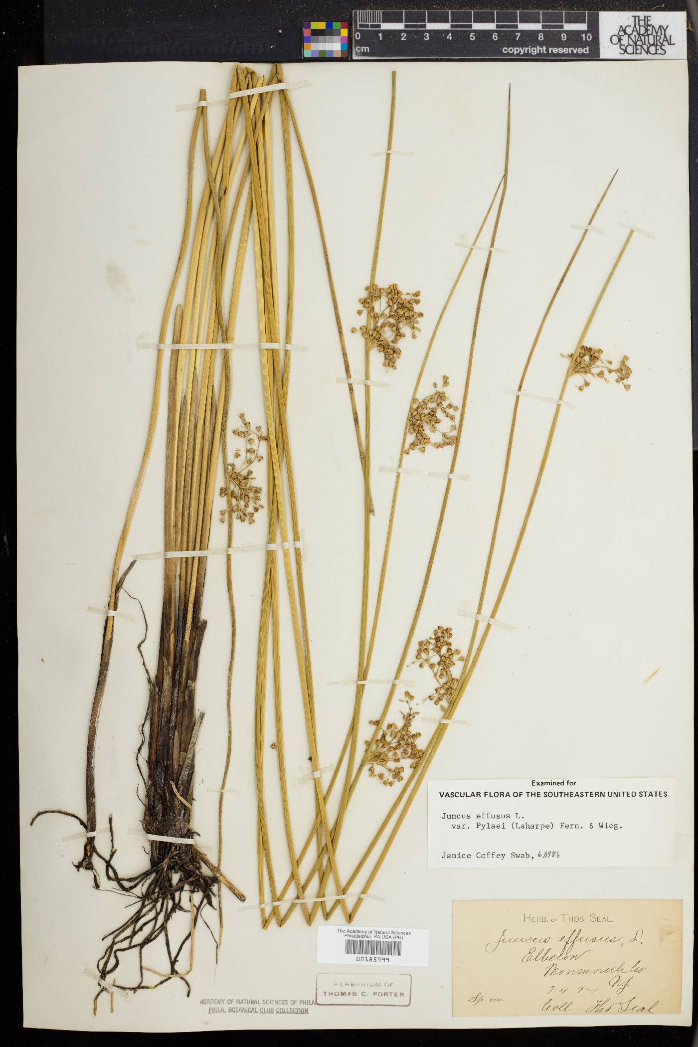 Juncus effusus var. pylaei image