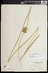 Juncus effusus var. pylaei image