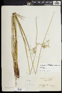 Juncus effusus var. pylaei image