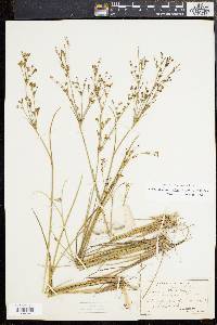 Juncus brachycephalus image