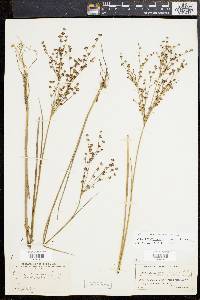 Juncus brachycephalus image