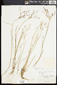 Juncus brachycephalus image