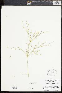 Juncus brachycephalus image