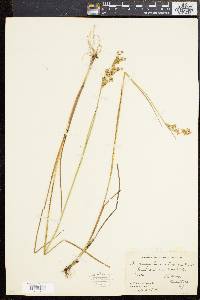 Juncus brevicaudatus image