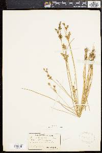 Juncus brevicaudatus image