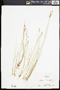 Juncus brevicaudatus image