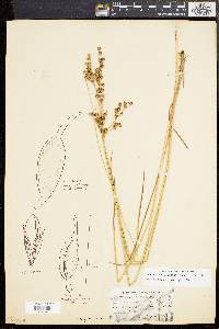 Juncus brevicaudatus image