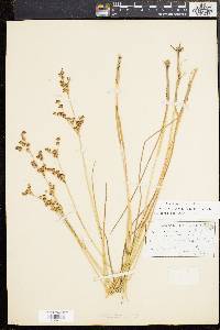 Juncus brevicaudatus image