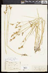 Juncus brevicaudatus image